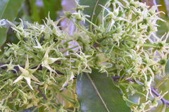 Polyalthia longifolia